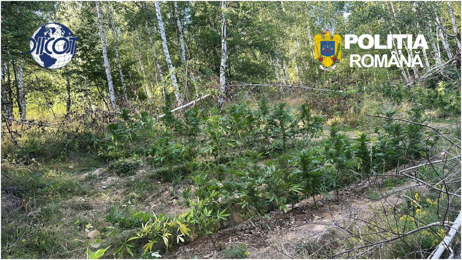 Covasna: Cultură de canabis, mii de plante, prinsă în pădure