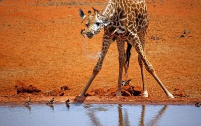 Cât de înalte sunt puii de girafă la naștere