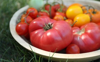 Roșii mai bune în august: Sfatul expertului Monty Don
