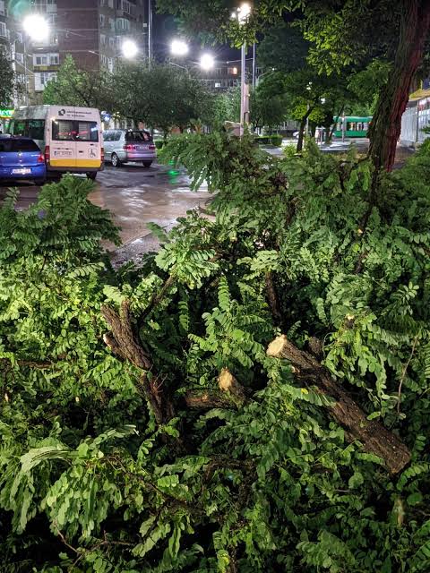 Furtuna doboară copaci peste mașini și trotuare în Arad