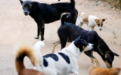 Sterilizare și vaccinare animale fără stăpân în Sectorul 2