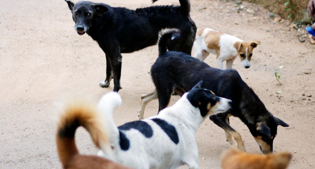Sterilizare și vaccinare animale fără stăpân în Sectorul 2