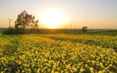 Pesticide import: fermierii UE câştigă, zootehnia plăteşte