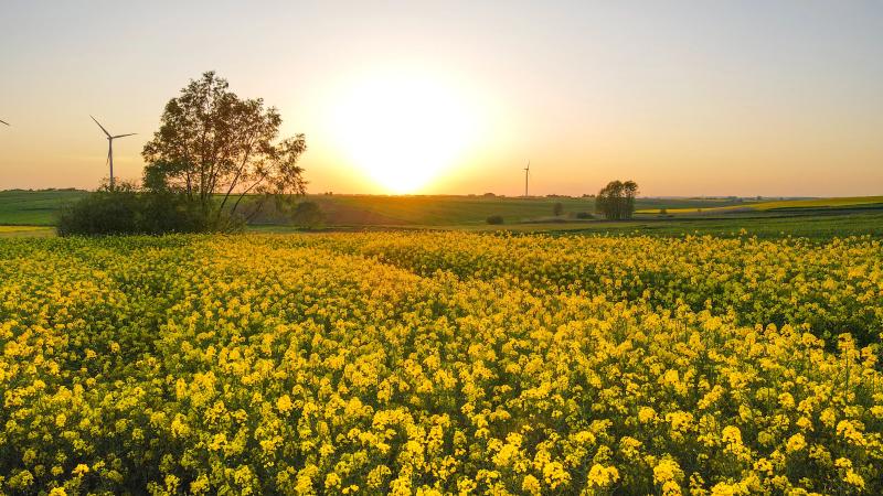 Pesticide import: fermierii UE câştigă, zootehnia plăteşte