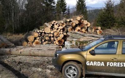 Buzoianu: Descoperire majoră la Garda Forestieră. Tăieri ilegale masive