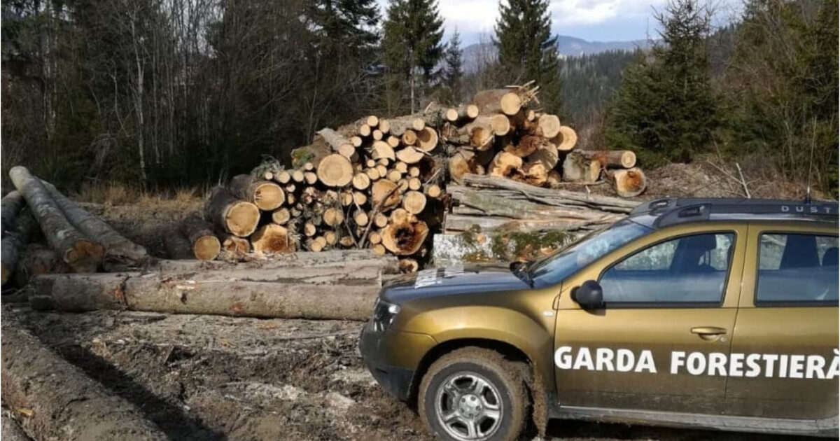 Buzoianu: Descoperire majoră la Garda Forestieră. Tăieri ilegale masive