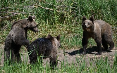 Orfani în România: Ce soartă au patul ursuleți rămași fără mamă