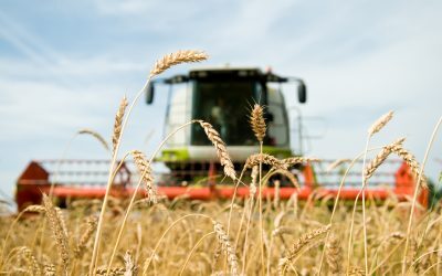 România: recolte bune, prețuri mari la alimente. Ce ne ascund consultanții