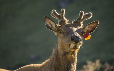 Moartea misterioasă a renilor în Norvegia intră în contrazicere cu logica