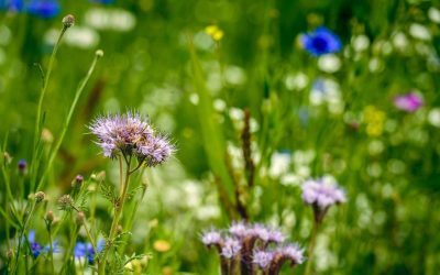 Curtea Constituțională judecă legea biodiversității