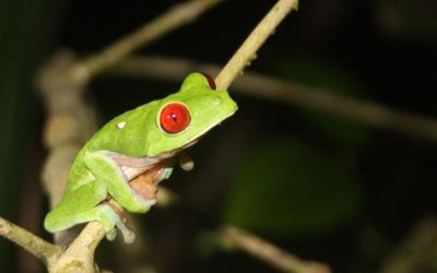 Descoperire uimitoare: O broască nouă din Costa Rica uimește lumea