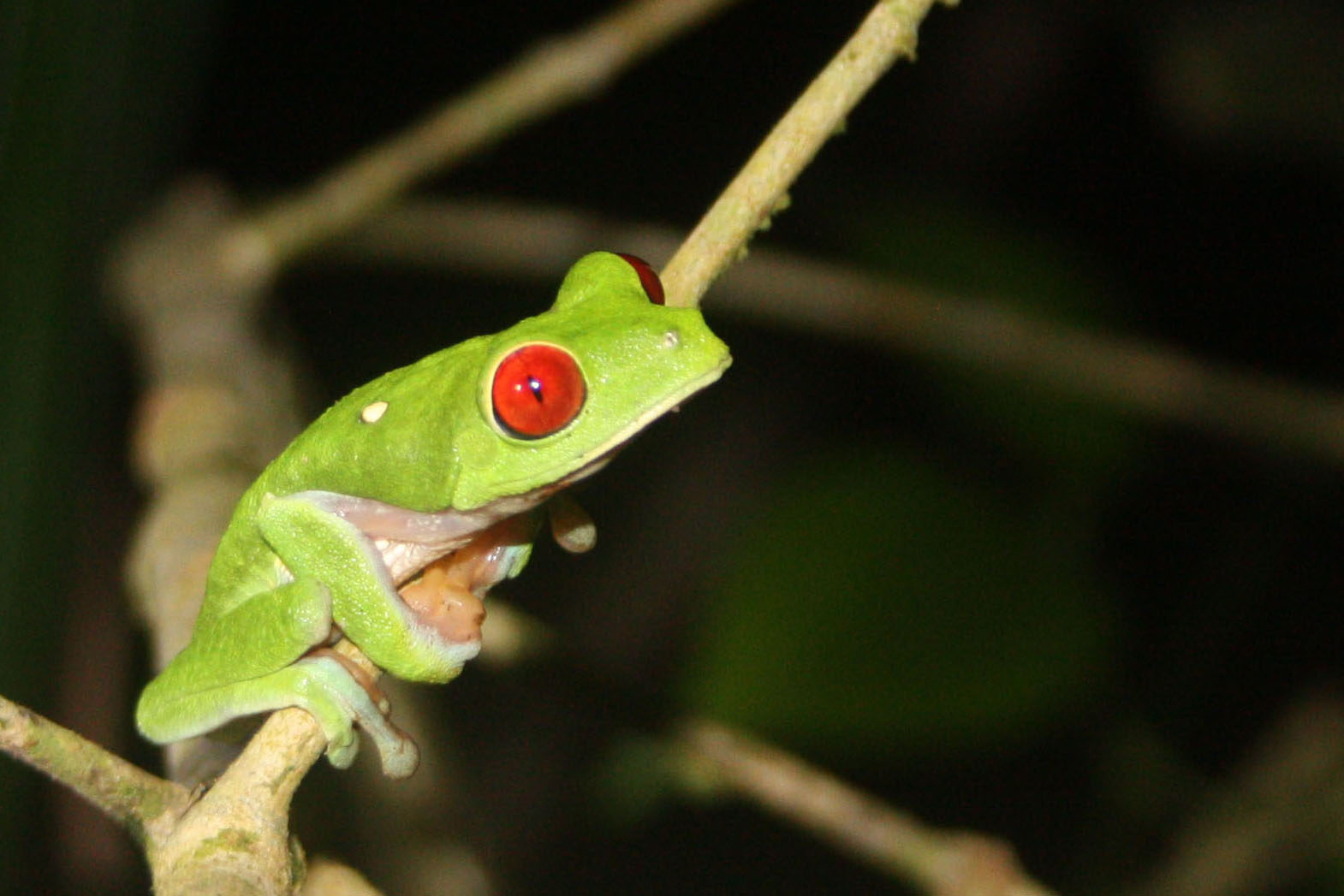 Descoperire uimitoare: O broască nouă din Costa Rica uimește lumea