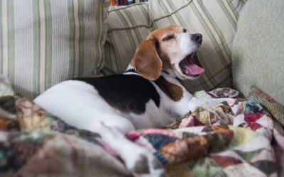 Câini noi: Alergia la animale, istorie veche