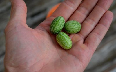 Exoticul a ajuns în România: Leguma aclimatizată la Buzău