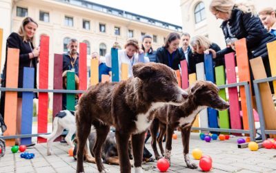 Președinția găzduiește Summitul Animal România. Relevanță strategică națională
