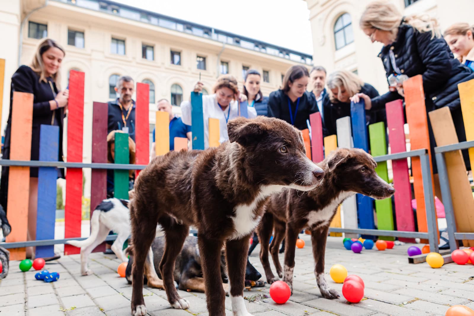 Președinția găzduiește Summitul Animal România. Relevanță strategică națională