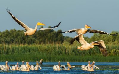 Delta Dunării, reorganizare: Consultare publică pentru viitor