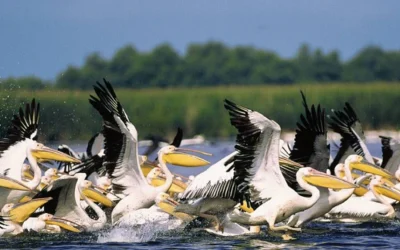 Delta Dunării, reorganizare masivă: dispare „direcția-mamut”