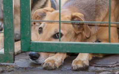 Administrația Prezidențială: Summit despre bunăstarea animalelor