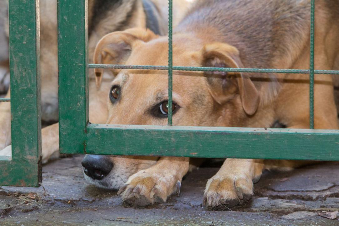 Administrația Prezidențială: Summit despre bunăstarea animalelor
