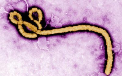 Ebola, mutație letală în Congo?