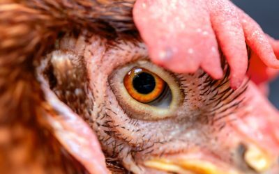 Fermele de pui, focare de noi bacterii periculoase
