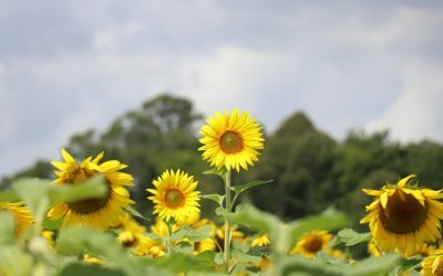 Recolta toamnei, sub semnul reducerii suprafețelor cultivate