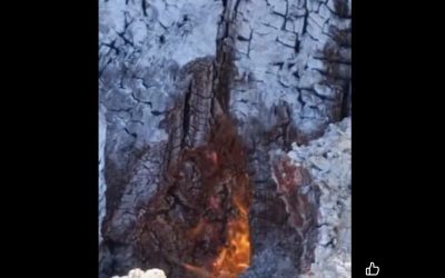 Copacii în flăcări din interior, mistuiți de la rădăcină