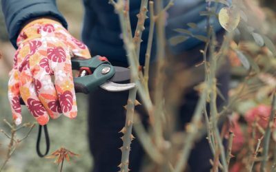 Grădina după caniculă: Salvezi plantele, pregătești toamna