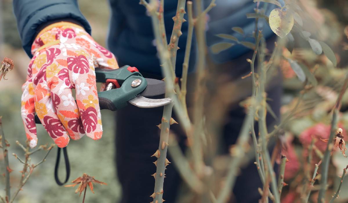 Grădina după caniculă: Salvezi plantele, pregătești toamna