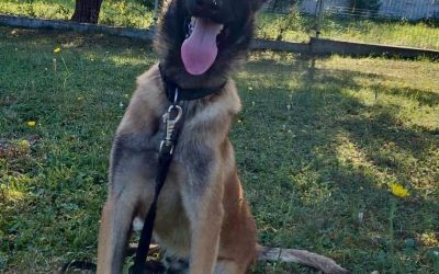 Câine „prea iubăreț” e dat afară din poliție, adoptat instant
