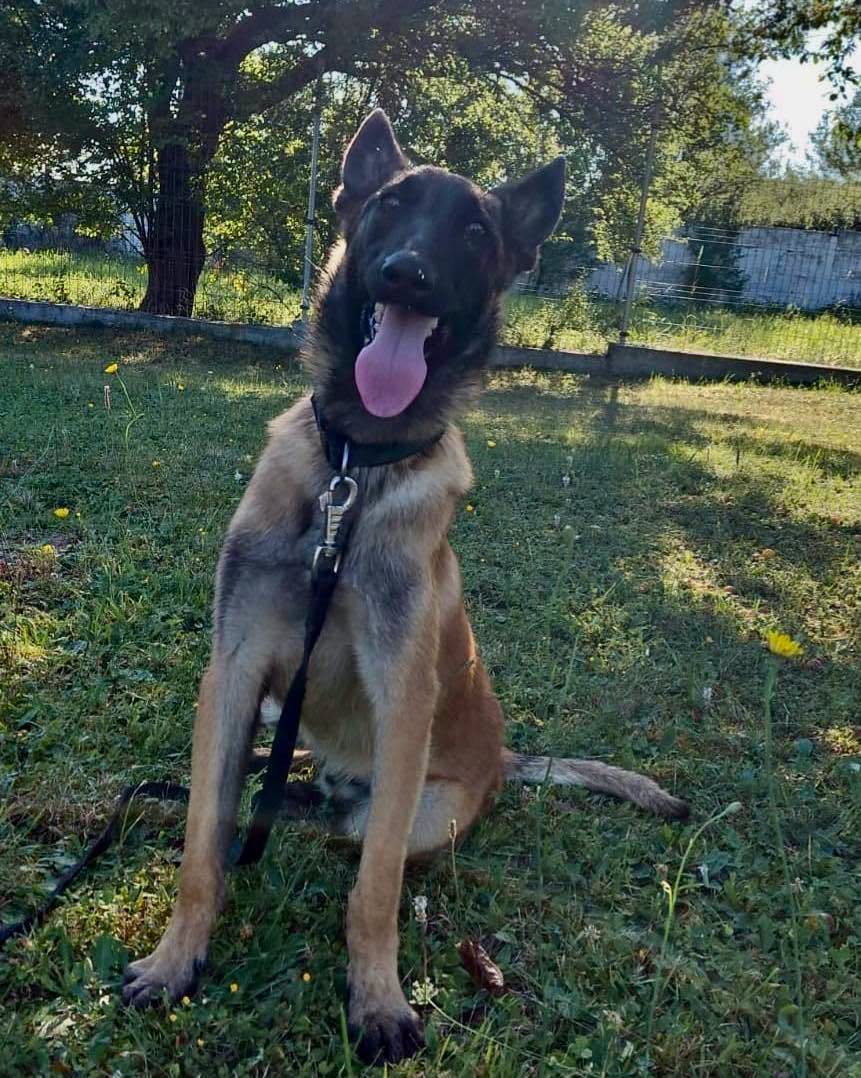 Câine „prea iubăreț” e dat afară din poliție, adoptat instant