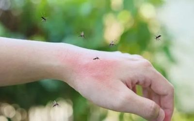 West Nile lovește Europa: Italia și Grecia, pe primele locuri