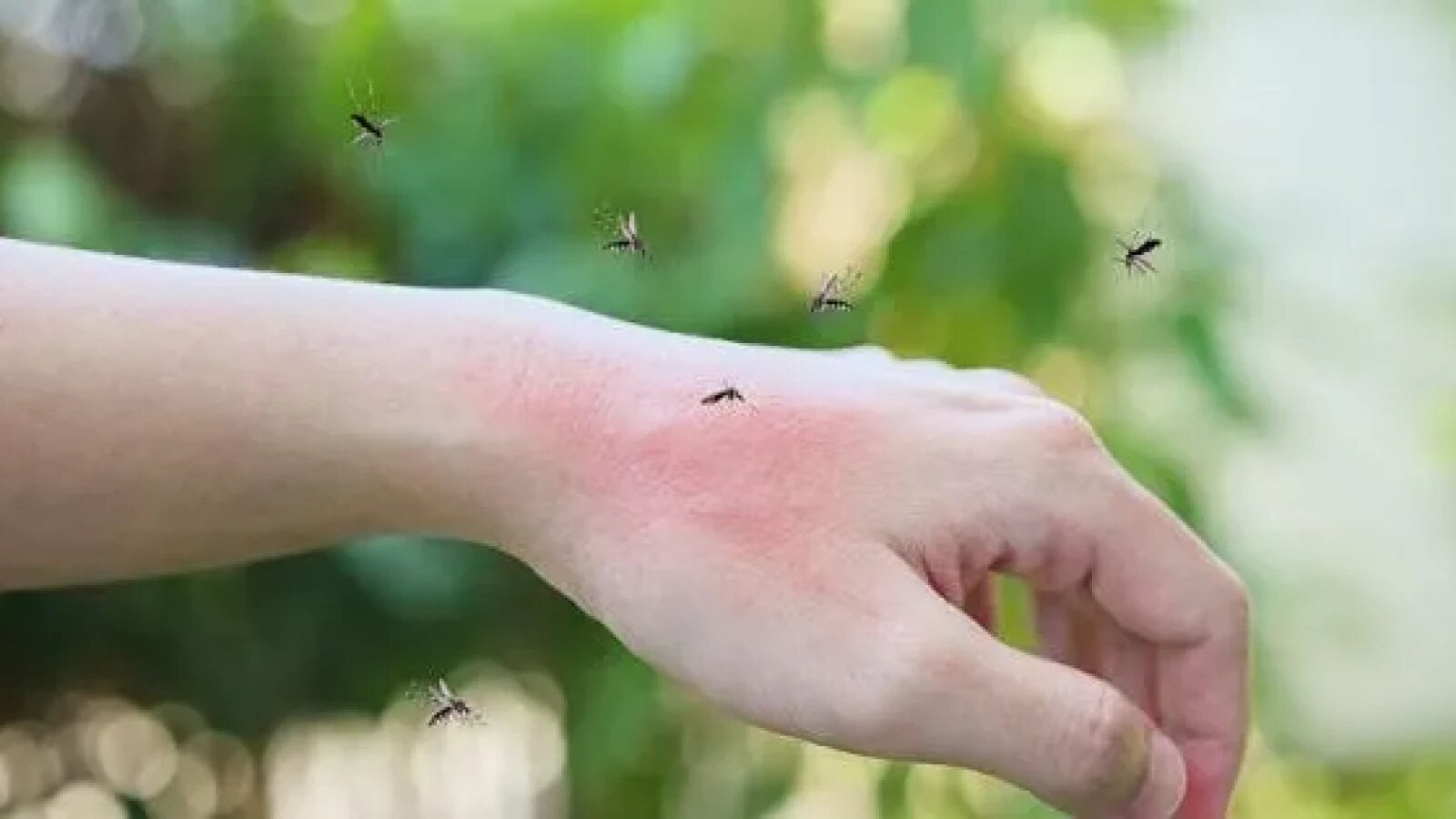 West Nile lovește Europa: Italia și Grecia, pe primele locuri