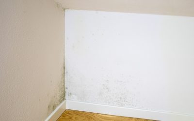 Mucegaiul din casă: Pericol ascuns pentru sănătate. Ce-i de făcut