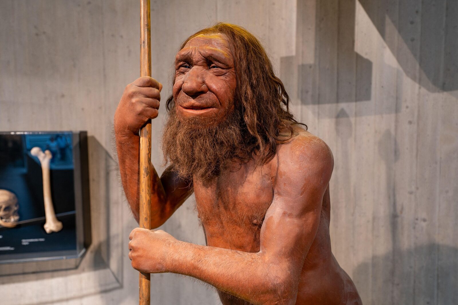 Moștenire Neanderthal: Genă-cheie pentru mușchi, doar la unii oameni