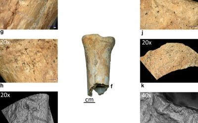 Neandertalienii, unelte din os: premieră istorică în România