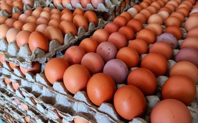 Ouăle bio: șoc climatic sau țepușă?