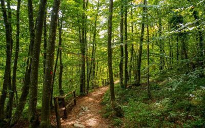 Copil de 8 ani abandonat dezbrăcat în pădure: ce s-a întâmplat