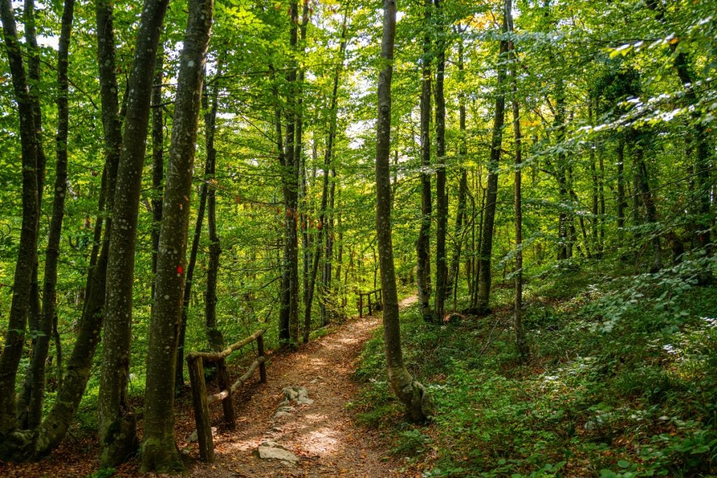 Copil de 8 ani abandonat dezbrăcat în pădure: ce s-a întâmplat