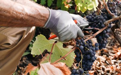 Fumul incendiilor, pericol pentru vinul Franței. Viticultorii trag semnalul de alarmă