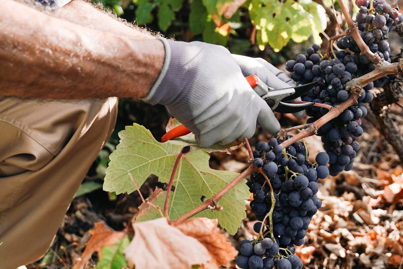 Fumul incendiilor, pericol pentru vinul Franței. Viticultorii trag semnalul de alarmă