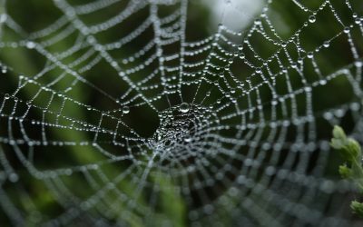 Pânza de păianjen: secretul revoluționar al noilor tratamente