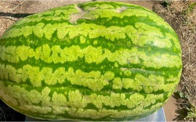 Moldova: Un pepene de 74 kg, performanță record