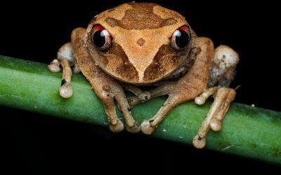 Broscuță de cafea, descoperire șoc în Costa Rica