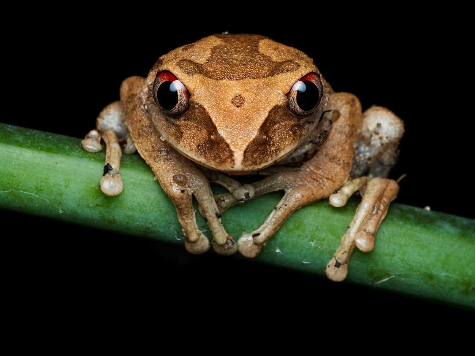Broscuță de cafea, descoperire șoc în Costa Rica