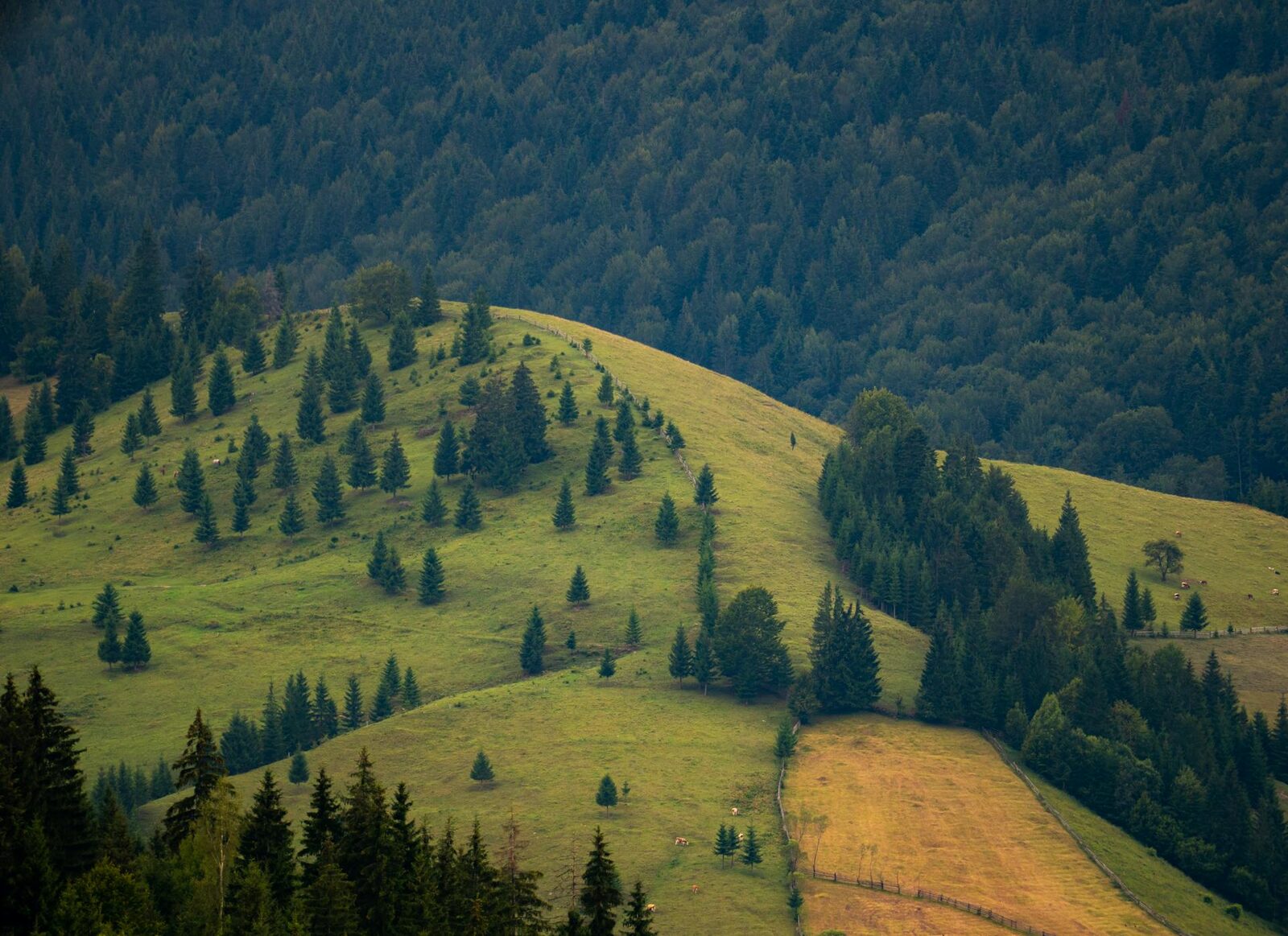 Legea Biodiversității: 972 mil. € sau realitatea bio din România