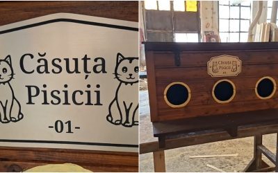 Arad: Căsuțe gratis pentru pisicile străzii