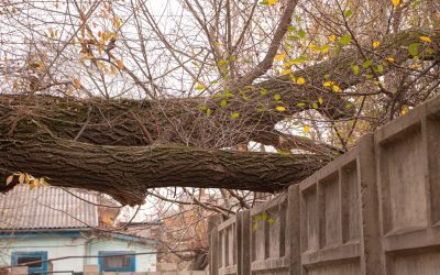 Copaci peste trotuar? Proprietarii riscă amendă dacă nu-i taie