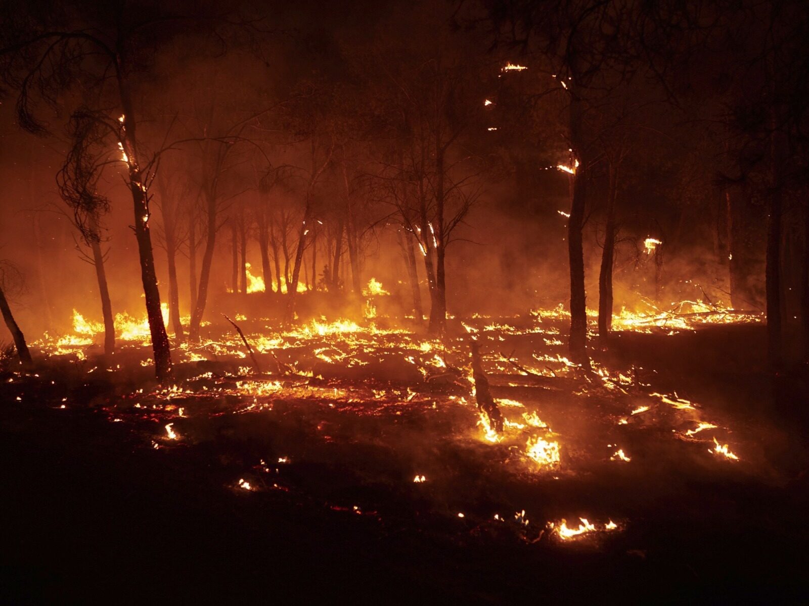 Regii Secolului XI, salvați din foc din Spania